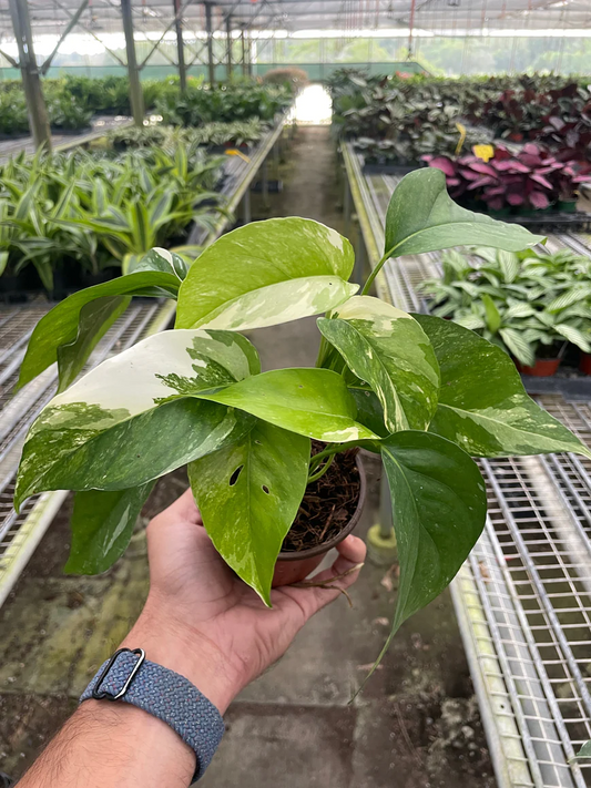 4in Pothos "Albo Variegata"