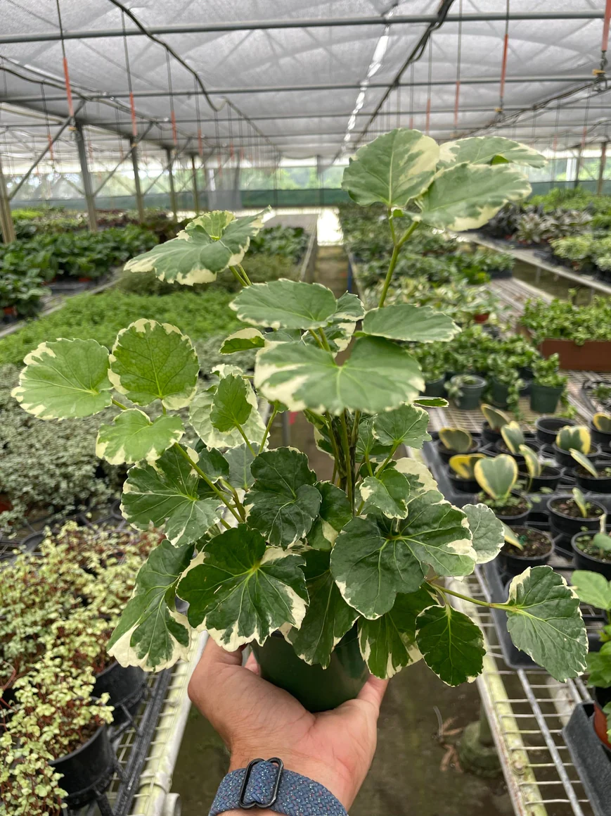 4in Aralia 'Balfouriana'