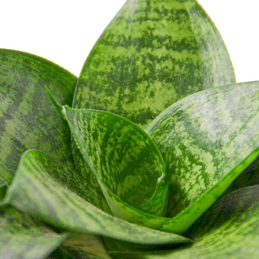 4in Snake Plant "Forest Star"