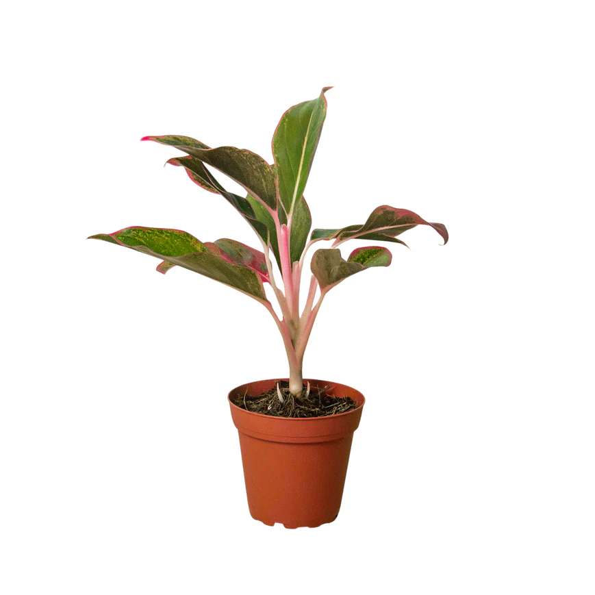 4in Chinese Evergreen "Red Siam"