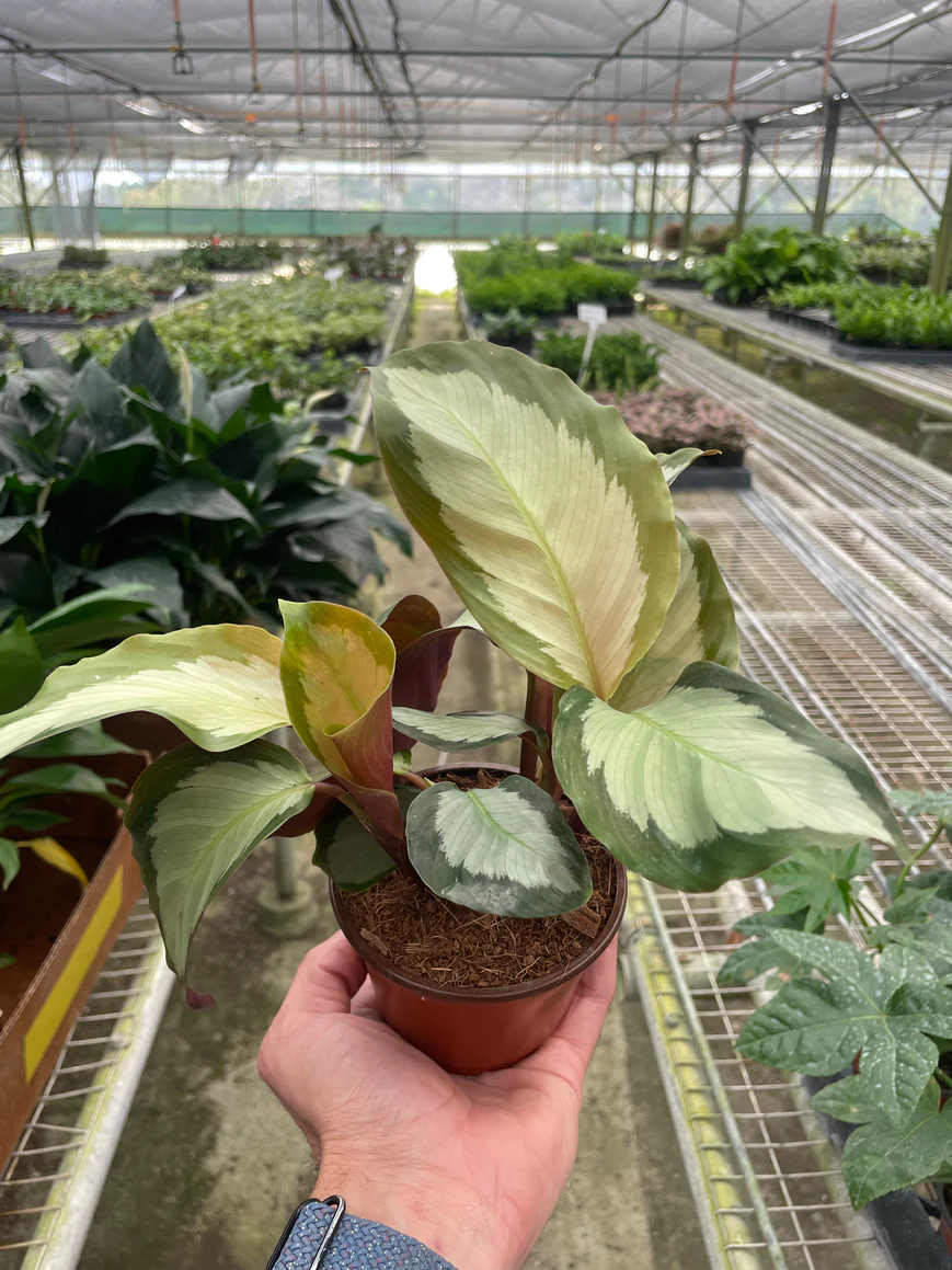 4in Calathea "Picturata"