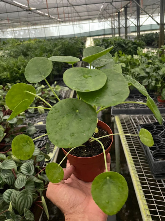 4in Pilea Peperomioides "Chinese Money"