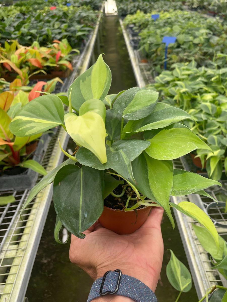 4in Philodendron "Brasil"