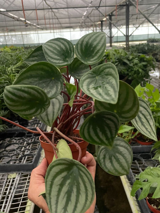 4in Peperomia "Watermelon"