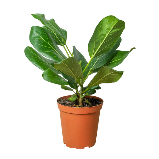 6in Ficus "Audrey"