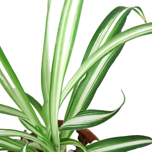 3in Spider Plant "Reverse"