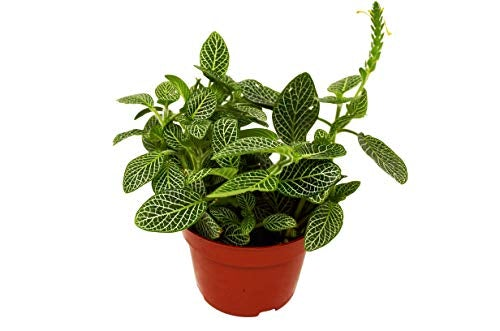 4in Fittonia "White"