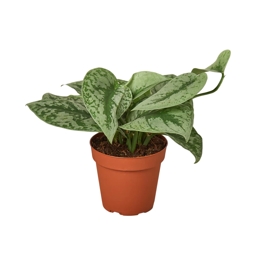 4in Pothos "Silver Splash"