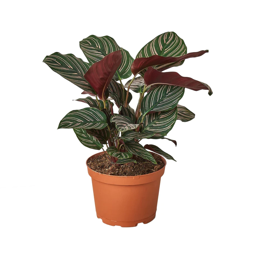 6in Calathea "Ornata"