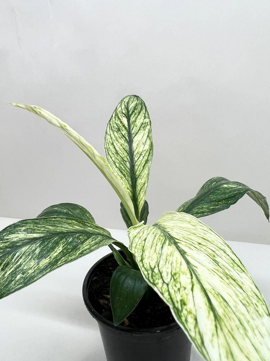 4in  Spathiphyllum Variegata 'Jessica'