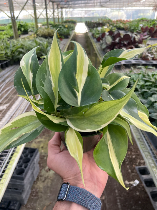 4in Philodendron "Silver Stripe"