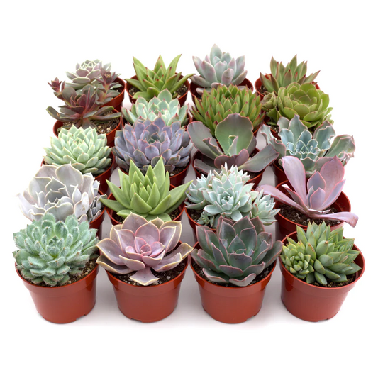 4in Succulent Assortments "Rosette"