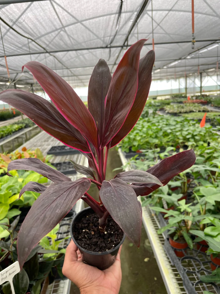 3in Cordyline "Calypso Queen