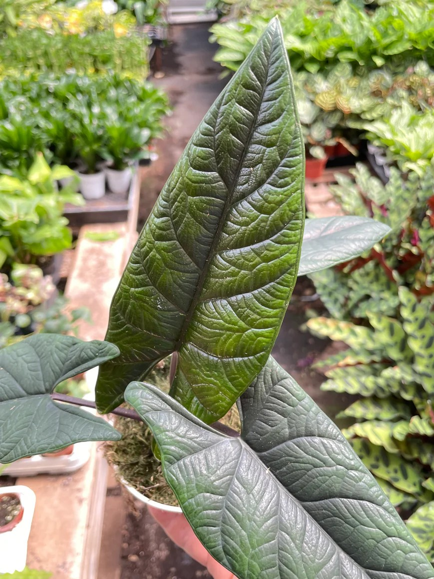 4in Alocasia "Scalprum"