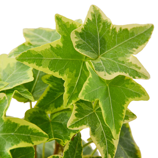 4in Ivy "Gold Child"