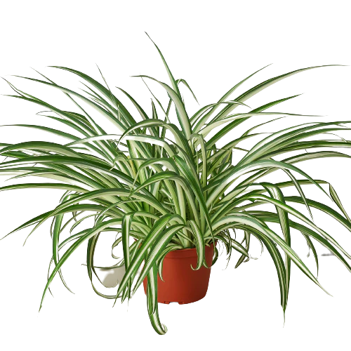 6in Spider Plant "Reverse"