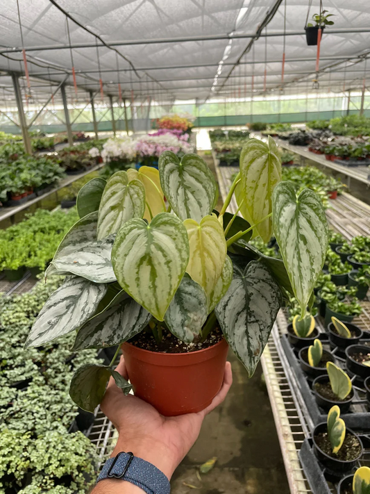 6in Philodendron "Brandi"