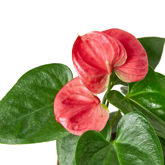 4in Anthurium "Pink"