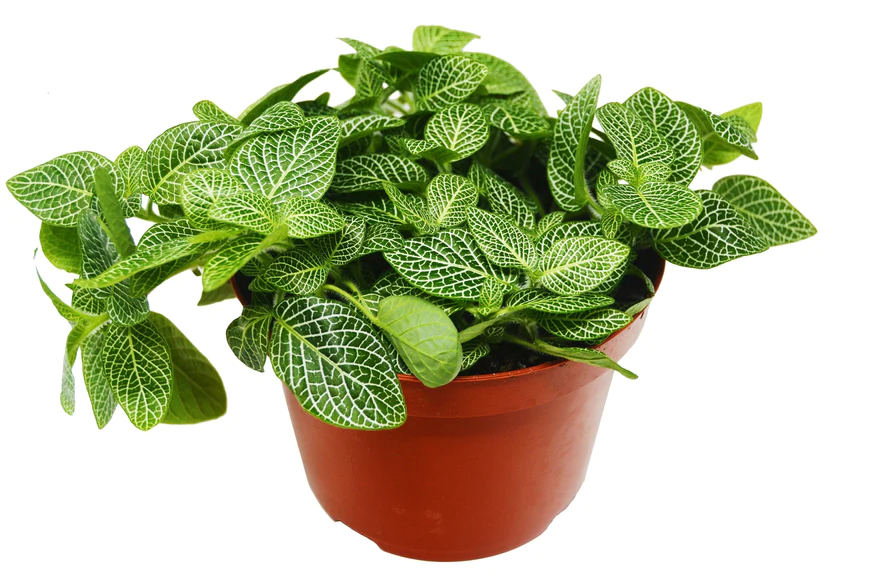 4in Fittonia "White"