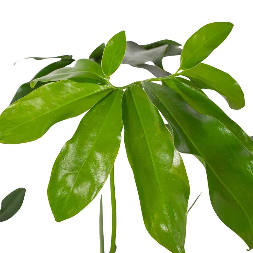 6in Philodendron "Goeldii"