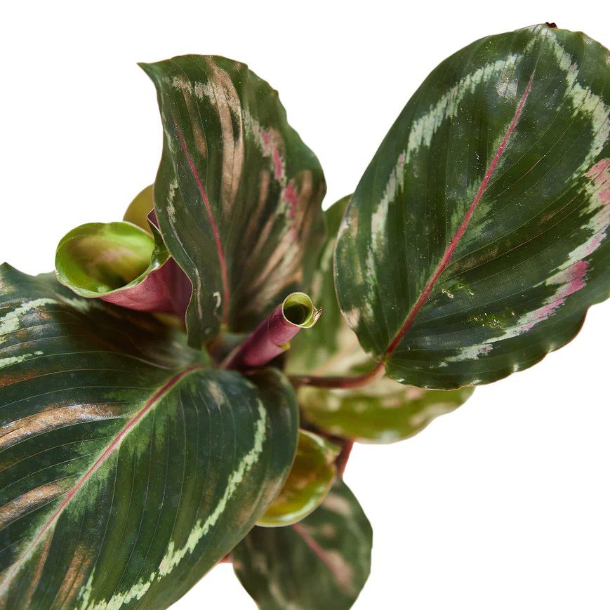 4in Calathea "Medallion"