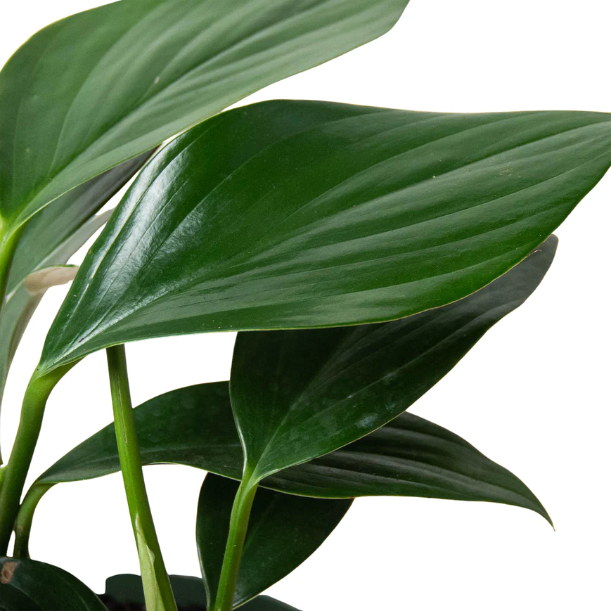 4in Philodendron "Dragon Tail"