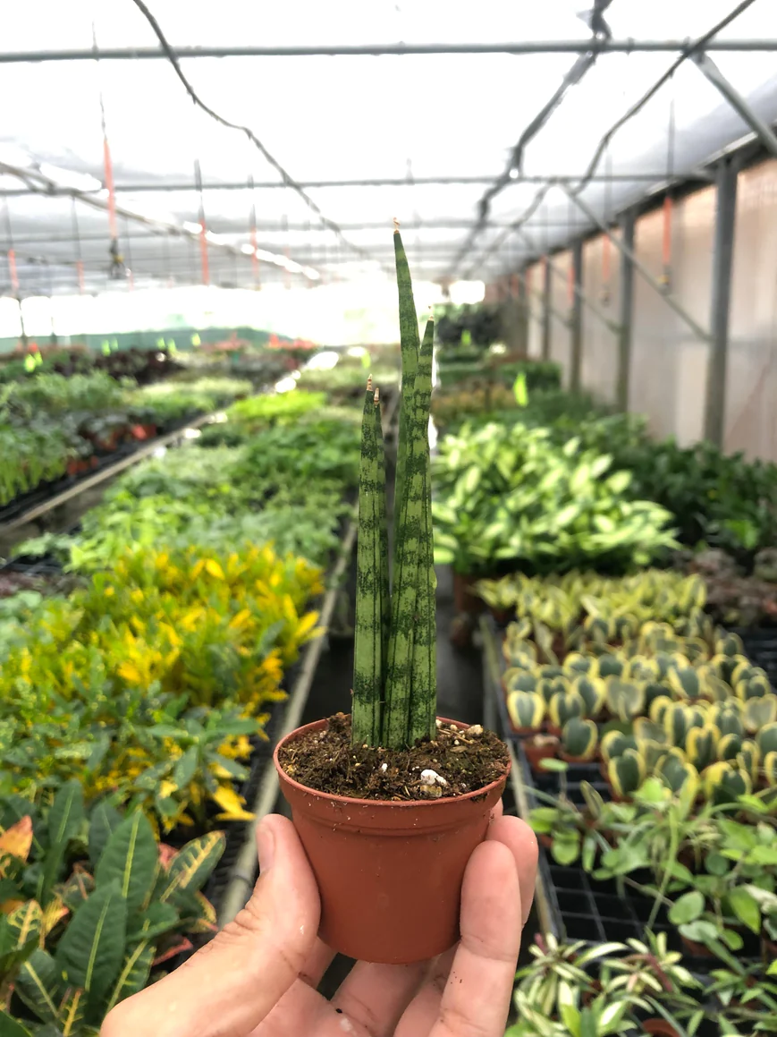 3in Snake Plant 'Cylindrica'