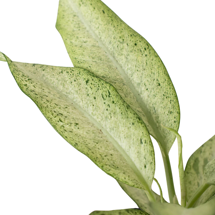 4in Dieffenbachia "Camouflage"