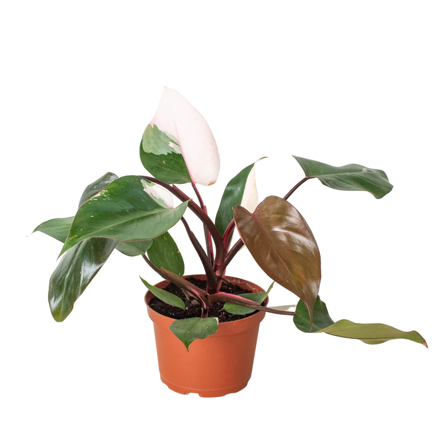 6in Philodendron "Pink Princess"