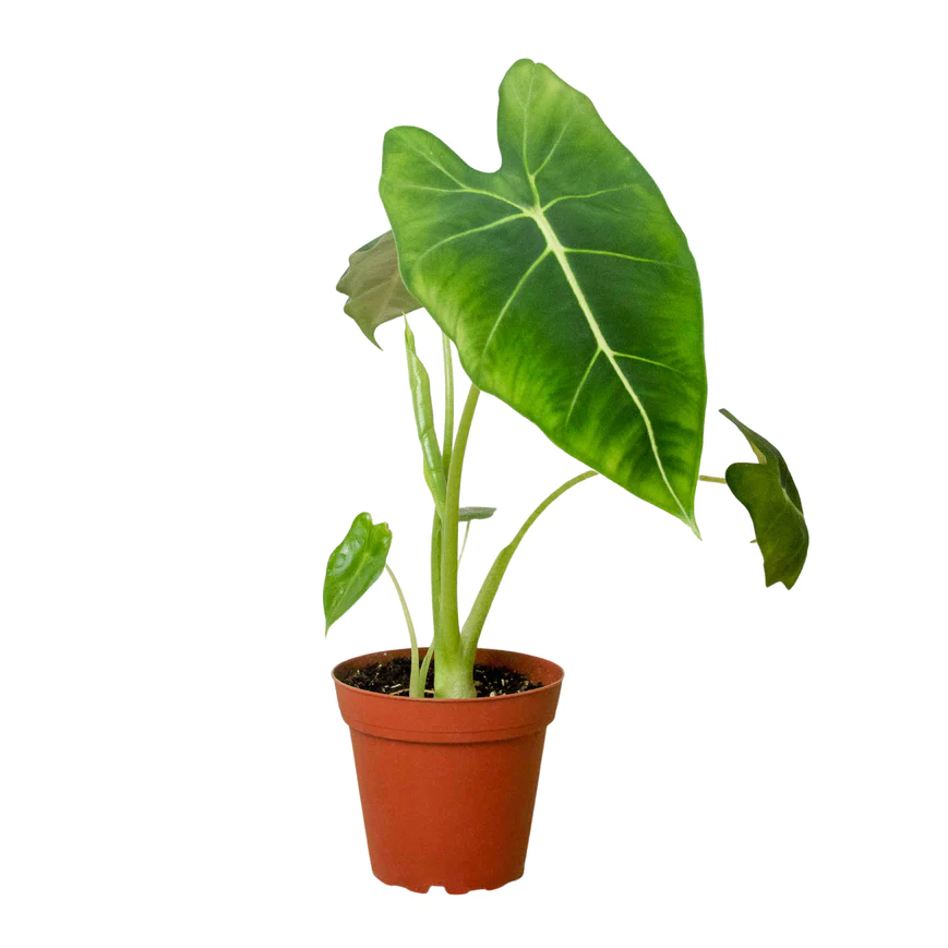 6in Alocasia "Frydek"