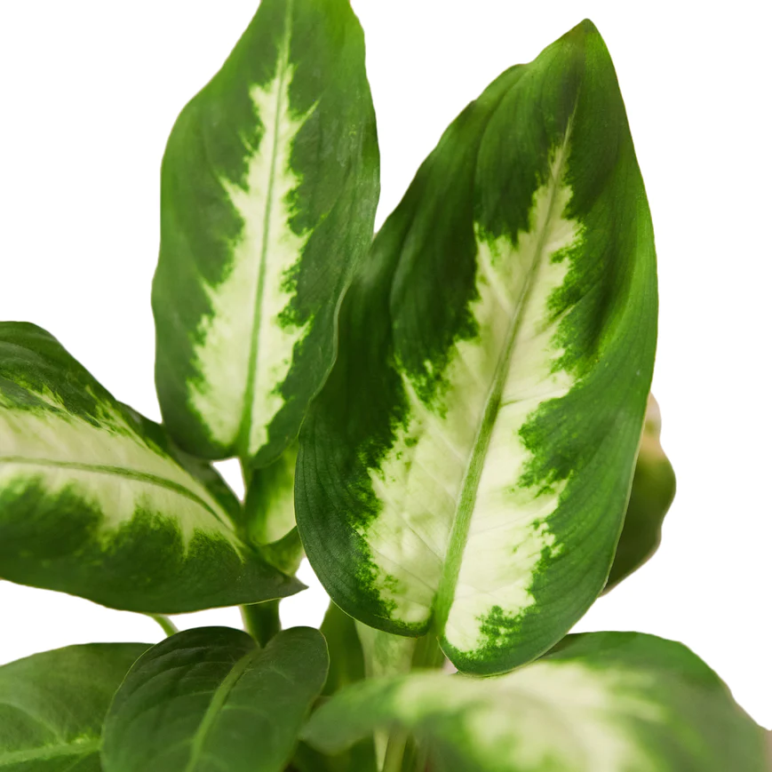 3in Dieffenbachia "Camille"