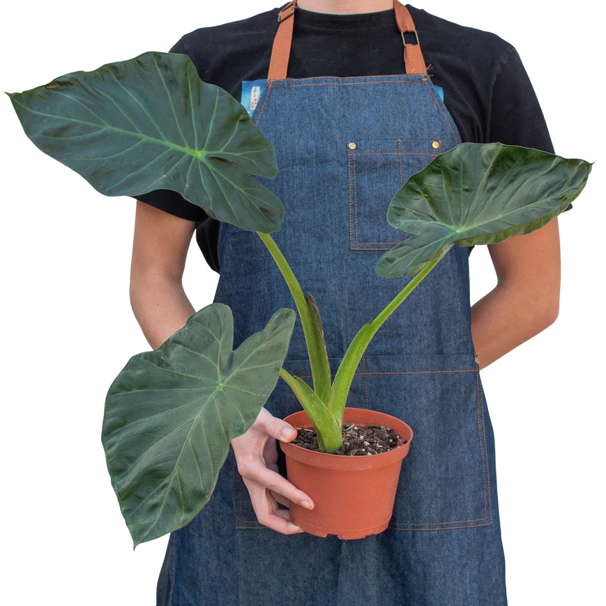 6in Alocasia "Regal Shield"