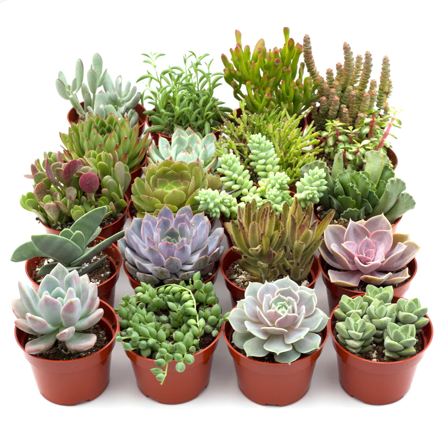 4in Assorted Succulent Variety Pack