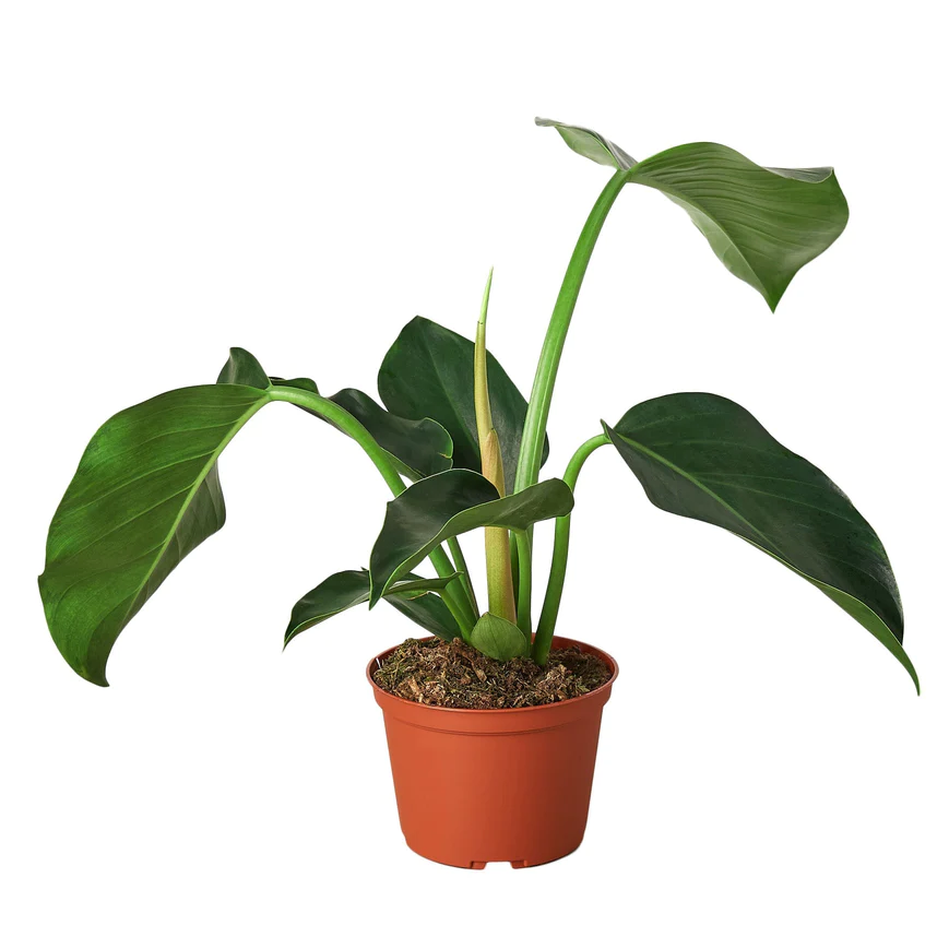 6in Philodendron "Congo Green"