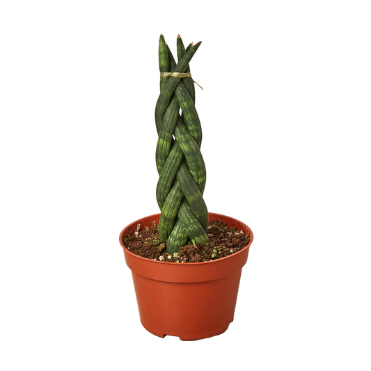 3in Snake Plant "Braid"