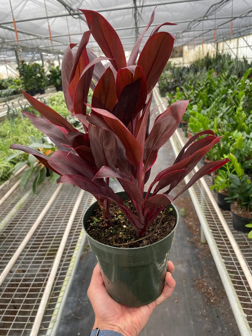 6in Cordyline "Calypso Queen"