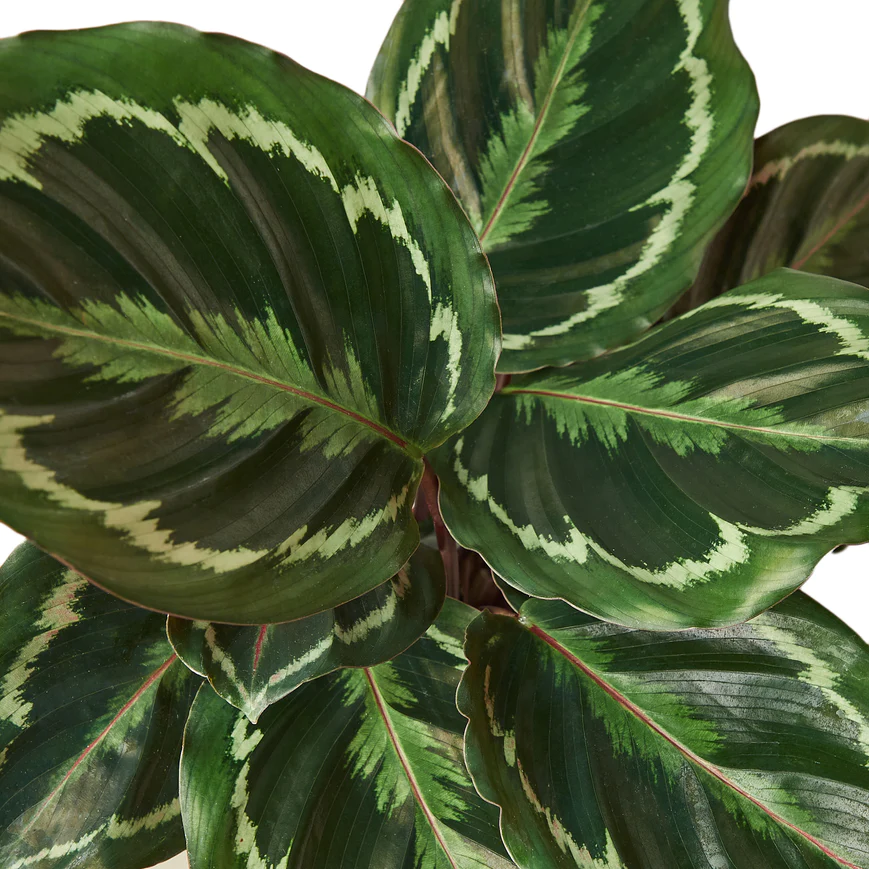 4in Calathea "Medallion"