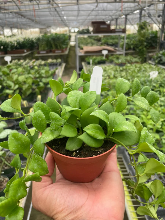 4in Hoya Heuschkeliana