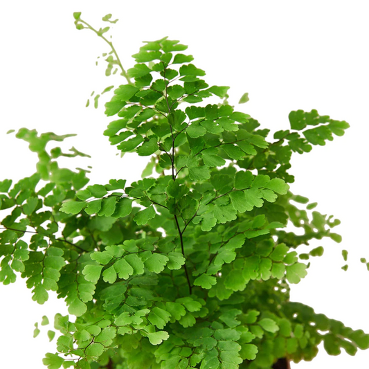 6in Fern "Maidenhair"