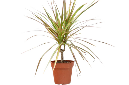 4in Dracaena "Red Margined"