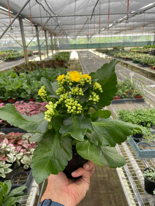 4in Kalanchoe "Yellow"