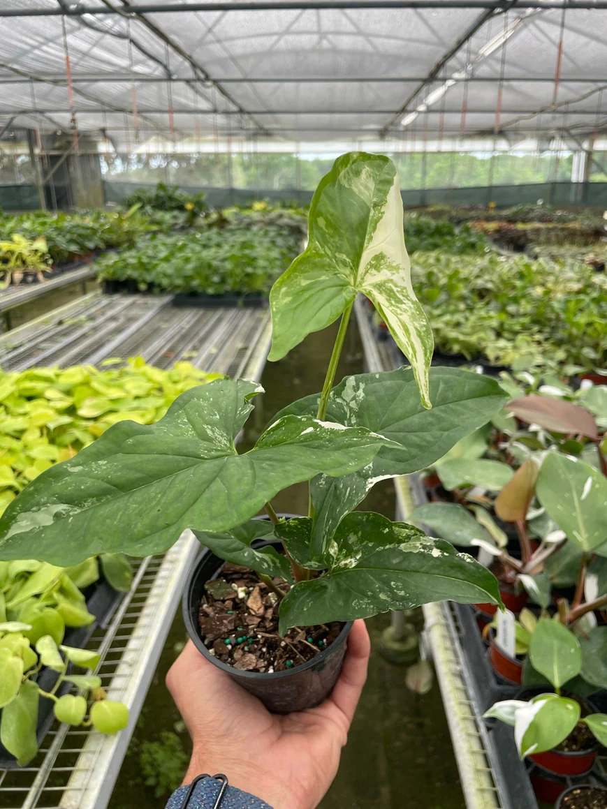 4in Syngonium "Albo Variegata"