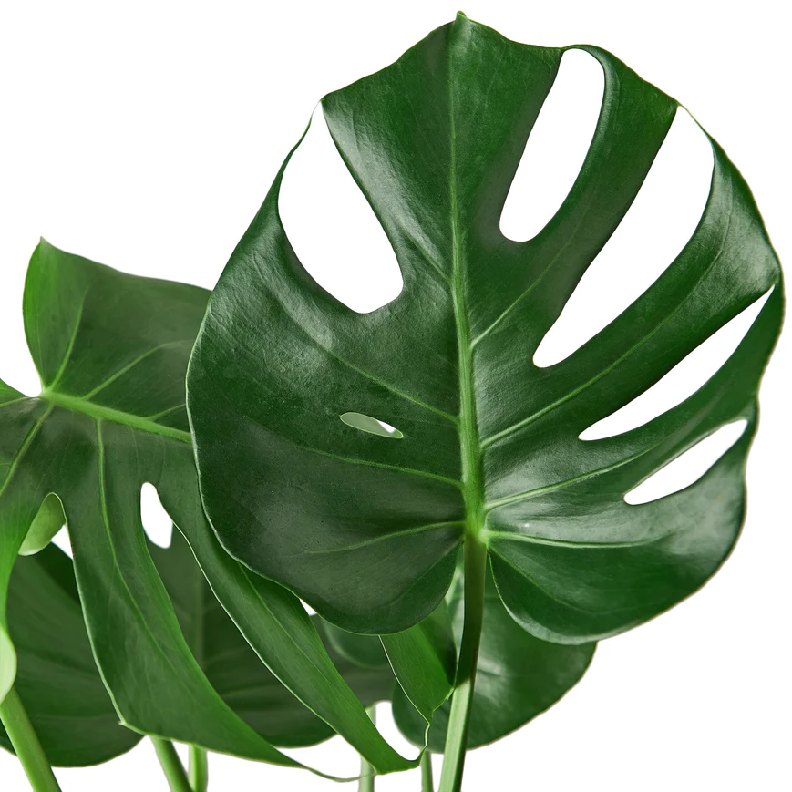 4in Monstera Deliciosa "Split Leaf"