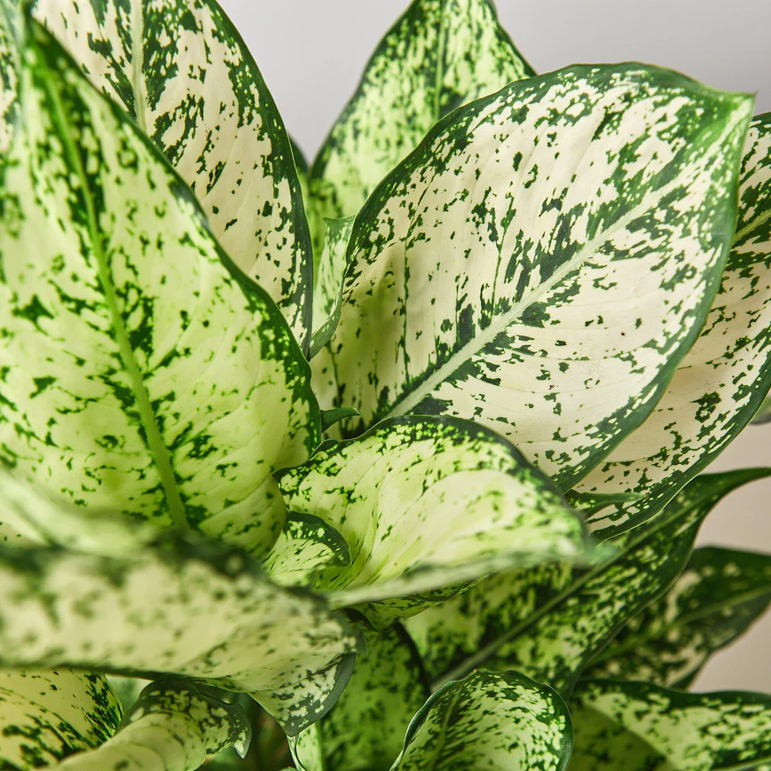 4in Chinese Evergreen "First Diamond"