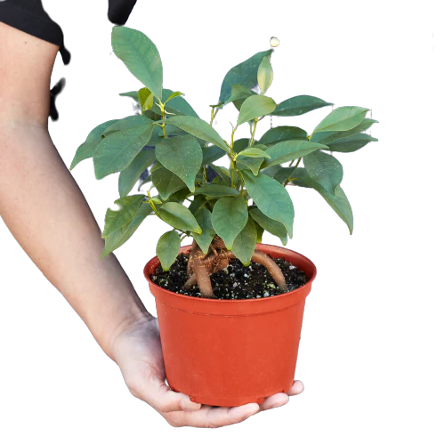 6in Ficus "Ginseng"