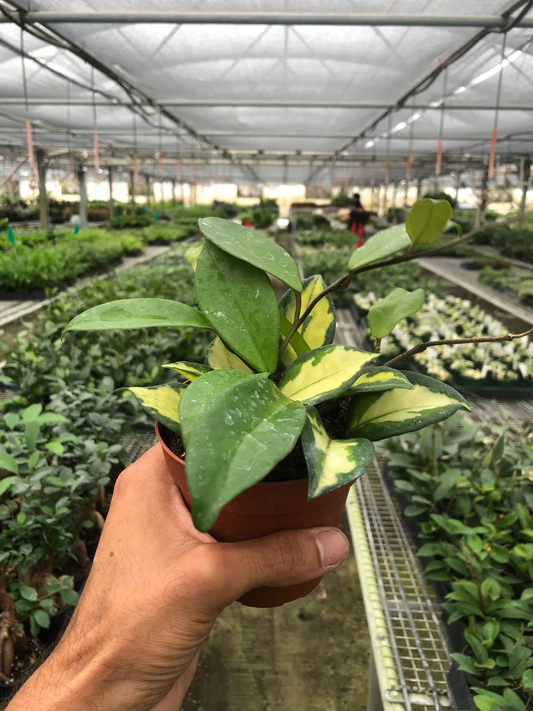 4in Hoya Carnosa 'Krimson Princess'