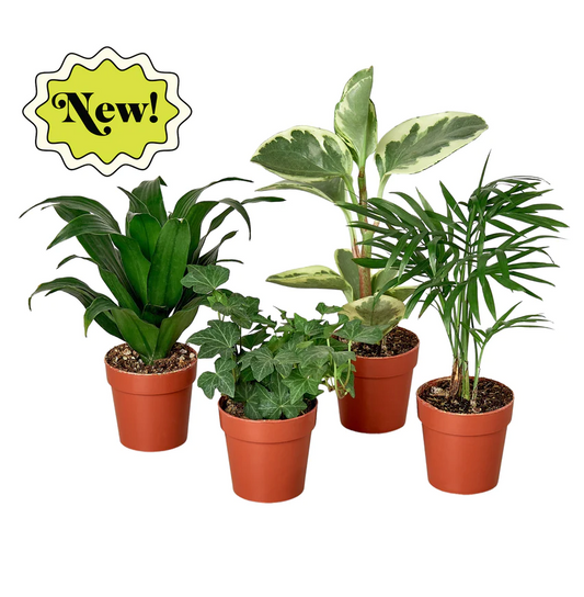 3in Tropical Plant Bundle