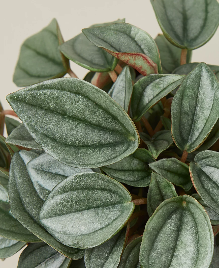 4in Peperomia "Napoli Nights"