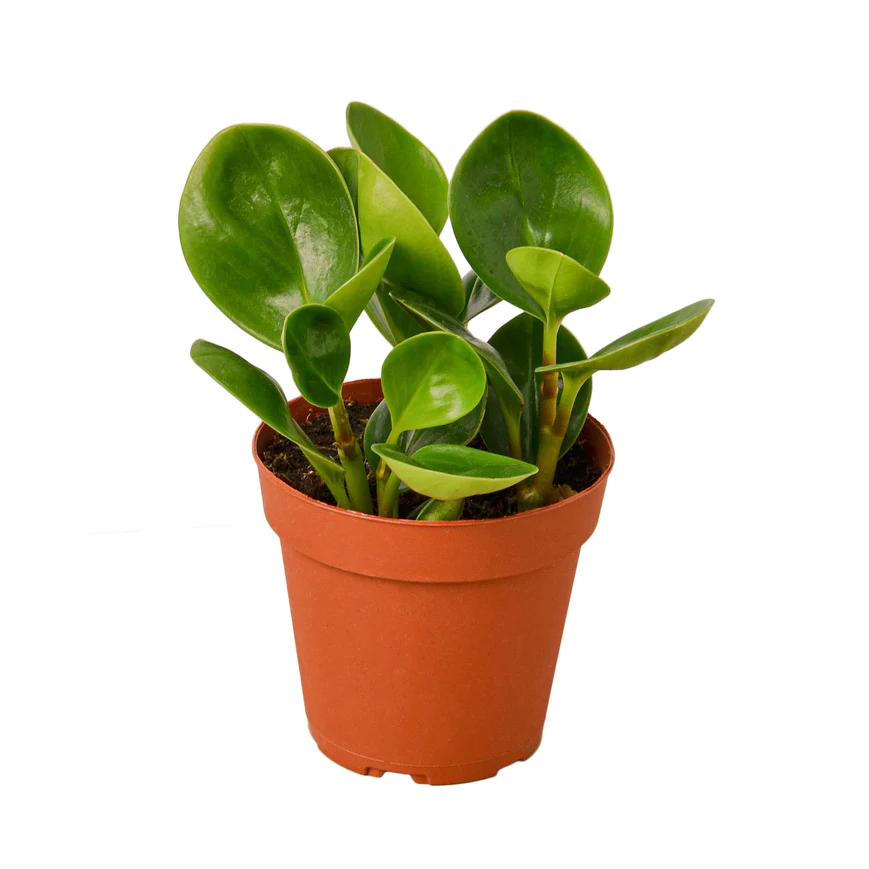 4in Peperomia "Thailand"