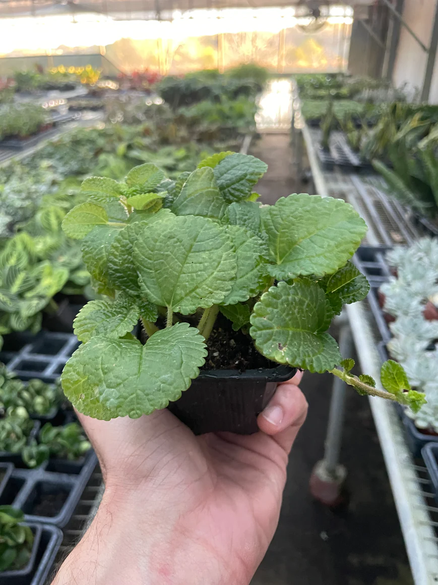 3in Pilea "Crinkle"